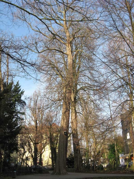 Bild 2 von Catalpa im Geisselschen Garten